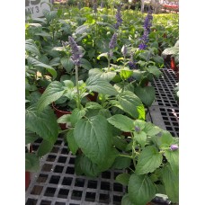 Salvia 6" Pot