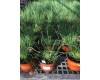 Ornamental Grass 6"