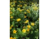 Bidens 4" Pot