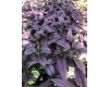 Persian Shield Strobilanthes 4" Pot
