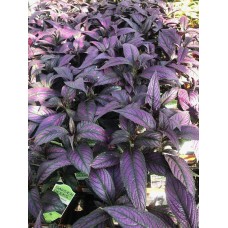 Persian Shield Strobilanthes 4" Pot