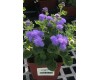 Ageratum 4" Pot