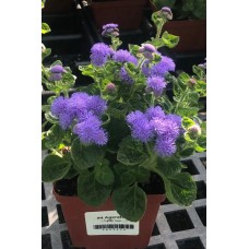 Ageratum 4" Pot
