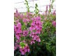 Angelonia 6" Pot