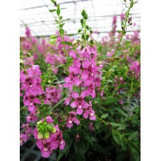 Angelonia 6" Pot