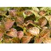 Coleus - Various Sizes