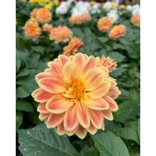 Dahlia 