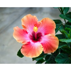 Hibiscus