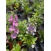 Angelonia 6" Pot