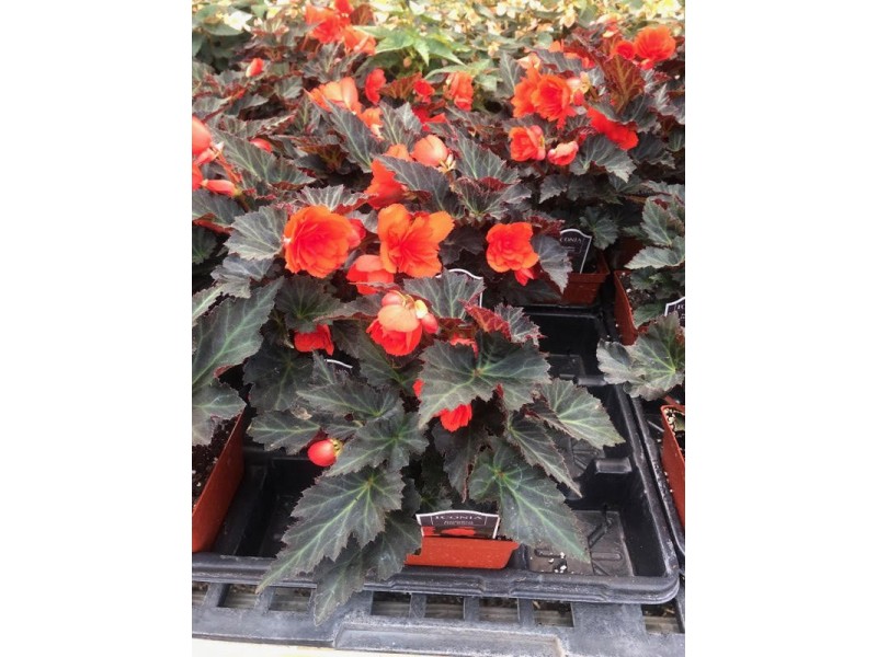 Begonia Iconia 4" Strange's Florists, Greenhouses & Garden Centers