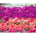 Impatiens - Various Sizes