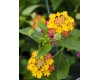 Lantana Hanging Basket