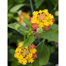 Lantana Hanging Basket