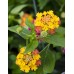 Lantana - Various Sizes