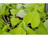 Sweet Potato Vine 10 Inch Hanging Basket