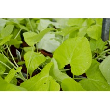 Sweet Potato Vine 10 Inch Hanging Basket