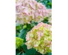 Hydrangea BloomStruck