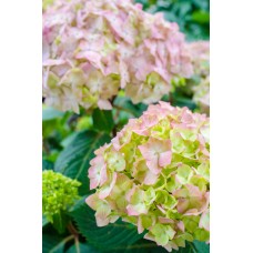 Hydrangea BloomStruck