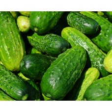 Cucumber 4-Pack