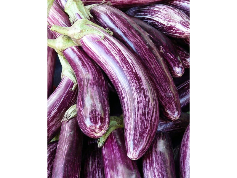 Eggplant 4-Pack Strange's Florists, Greenhouses & Garden Centers