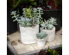 Modern Succulent Planters