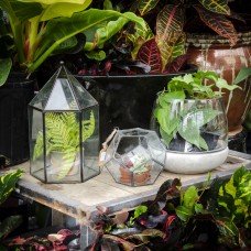 Unique Terrarium Containers