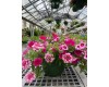 10" Assorted Annual Hanging Basket