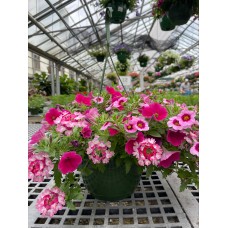 10" Assorted Annual Hanging Basket