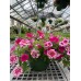 10" Assorted Annual Hanging Basket