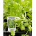 Herbs