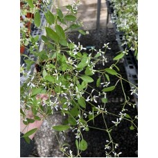 Euphorbia 4" Pot
