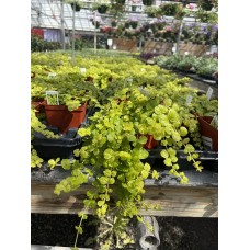 Lysimachia Goldilocks 4" Pot