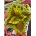 Coleus - Various Sizes