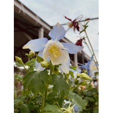 Columbine 1 Gal