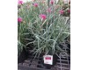 Dianthus 'Bumbleberry Pie'