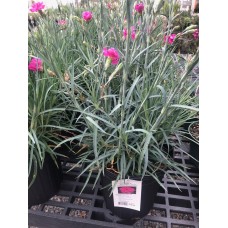 Dianthus 'Bumbleberry Pie'