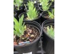 Iris Germanica 'Blueberry Tart' 1 Gal Pot
