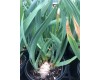 Iris Germanica 'Concertina' 1 Gal Pot