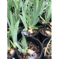 Iris Germanica 'Immortality' 1 Gal Pot