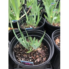 Iris Germanica 'Cat's Eye' 1 Gal Pot