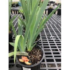 Iris Germanica 'Apricot Silk' 1 Gal Pot