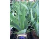 Iris Germanica 'Fathom' 1 Gal Pot