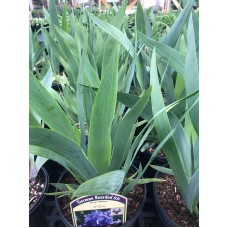 Iris Germanica 'Fathom' 1 Gal Pot