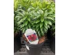 Lilium Asiatic 'Tiny Comfort' 1 Gal Pot