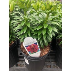 Lilium Asiatic 'Tiny Comfort' 1 Gal Pot