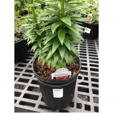 Lilum Asiatic 'Tiny Rocket' 1 Gal Pot