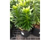 Lilium Asiatic 'Tiny Nugget' 1 Gal Pot