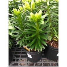 Lilium Asiatic 'Tiny Nugget' 1 Gal Pot