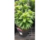 Lilium Asiatic 'Tiny Pearl' 1 Gal Pot