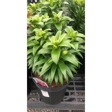 Lilium Asiatic 'Tiny Pearl' 1 Gal Pot